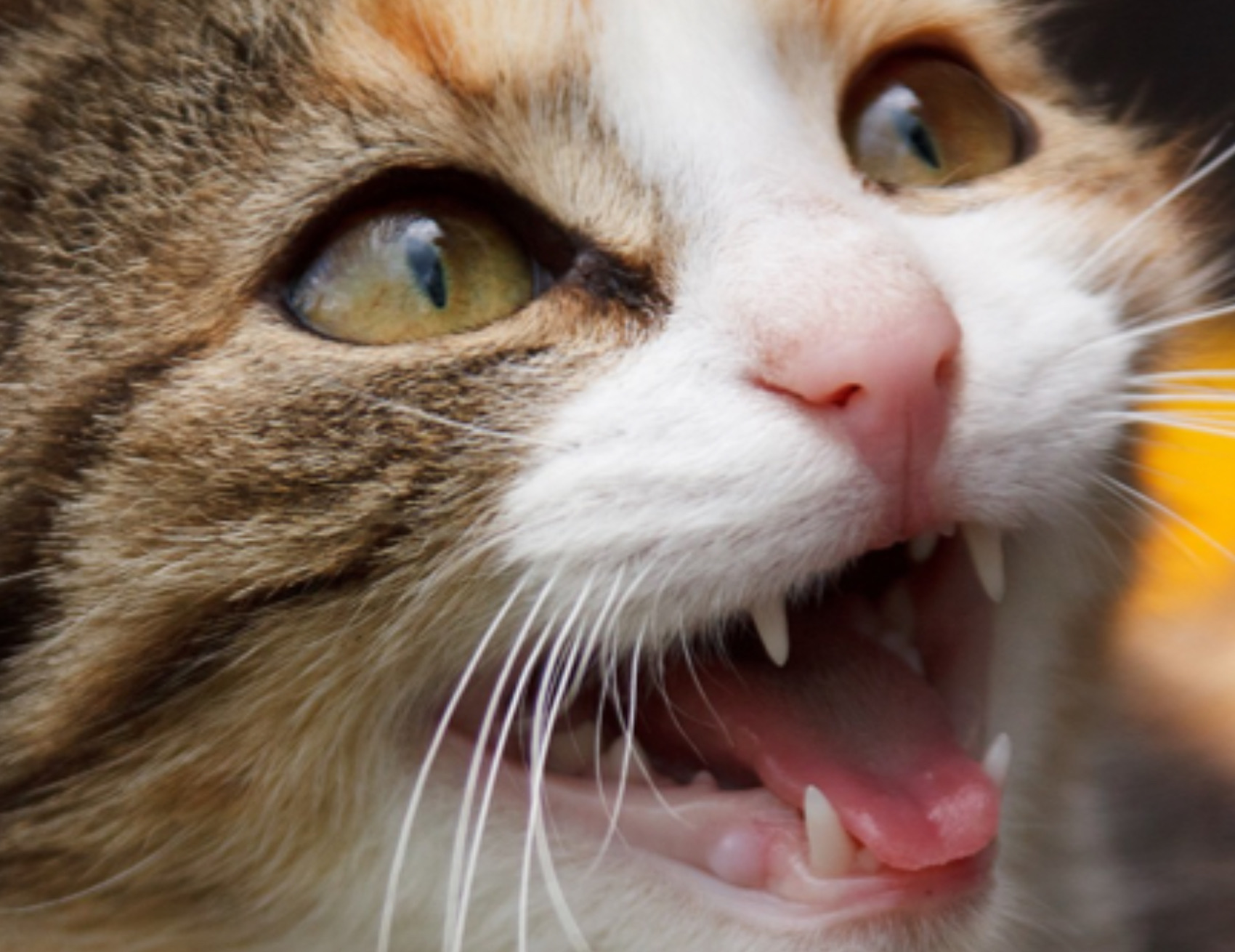 Gatto miagola