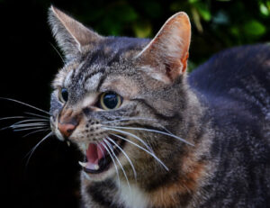 Occhio, se il tuo gatto si comporta in questi modi vuol dire che è (davvero) uno psicopatico