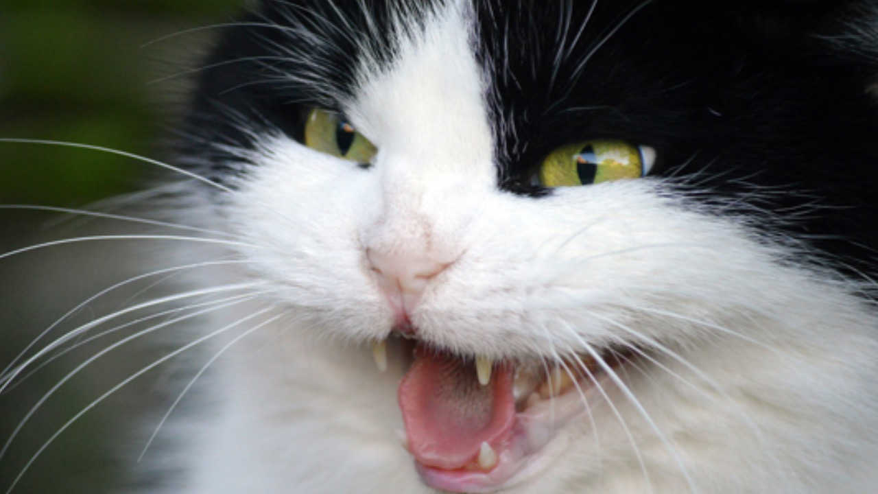Gatto arrabbiato
