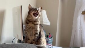 Questa donna si è convinta che il suo gatto abbia l’abilità di far arrabbiare gli “spiriti” del suo appartamento