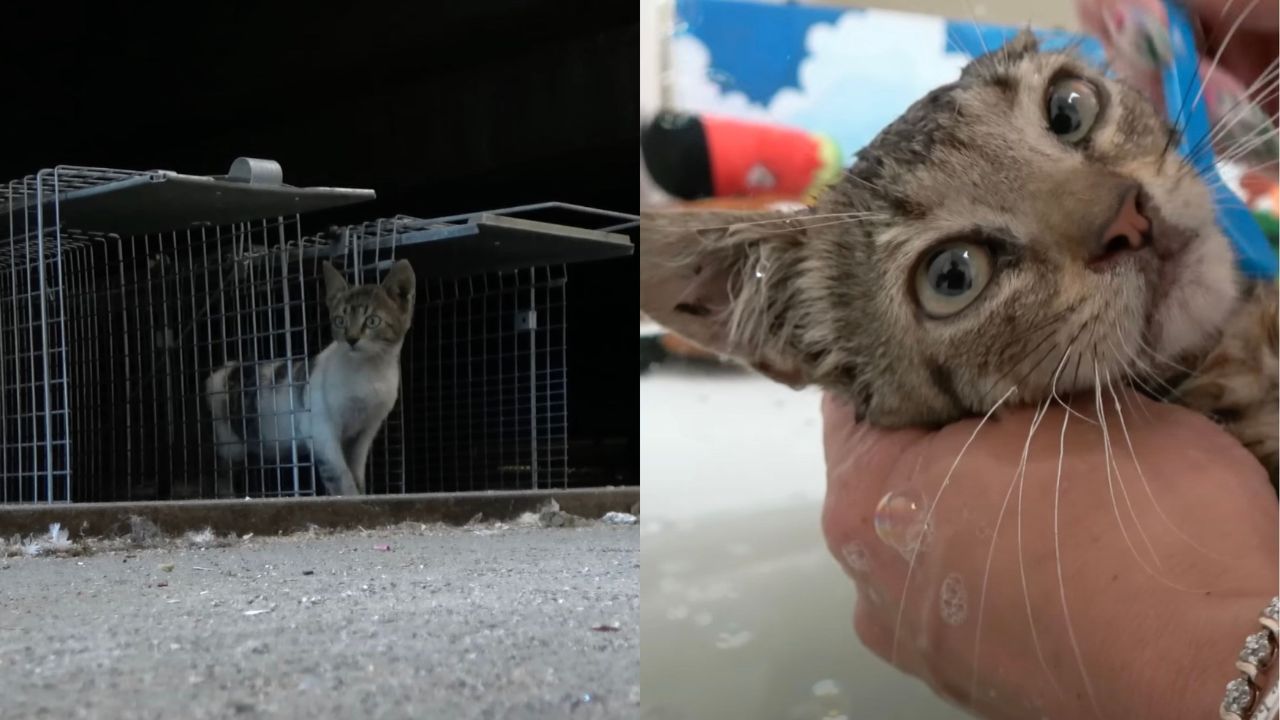 Famiglia di gattini randagi viene salvata