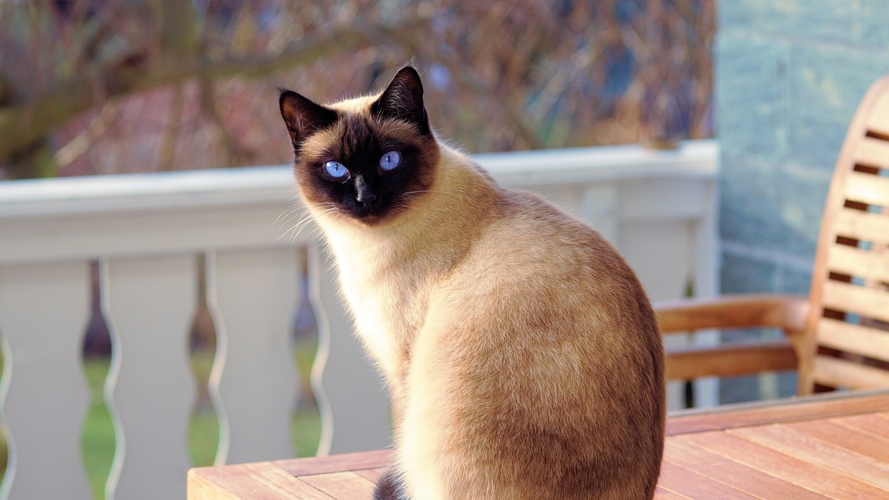 gatto siamese