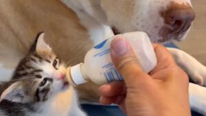 Gattino allattato