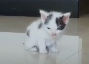 gattino fantastico