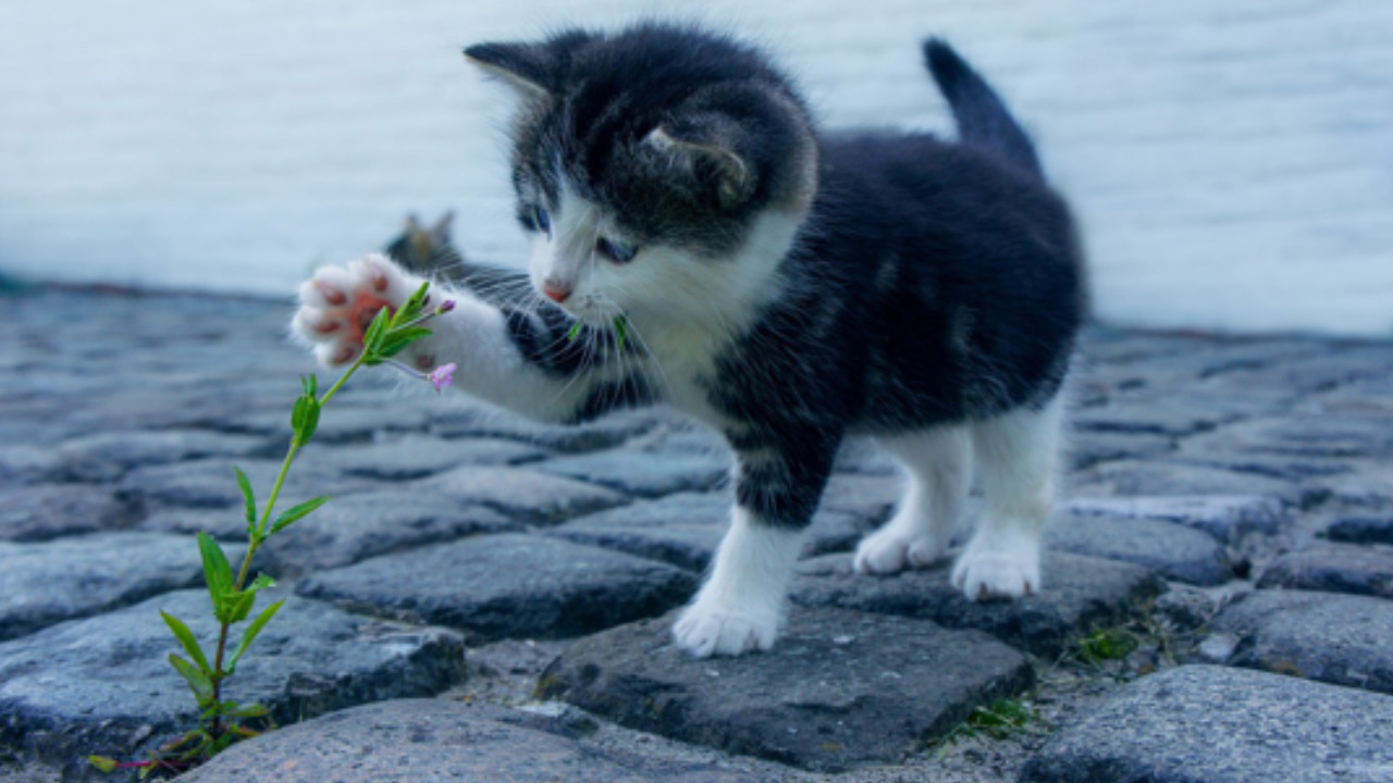 Gatto tiene il fiore