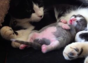 un gatto incredibile