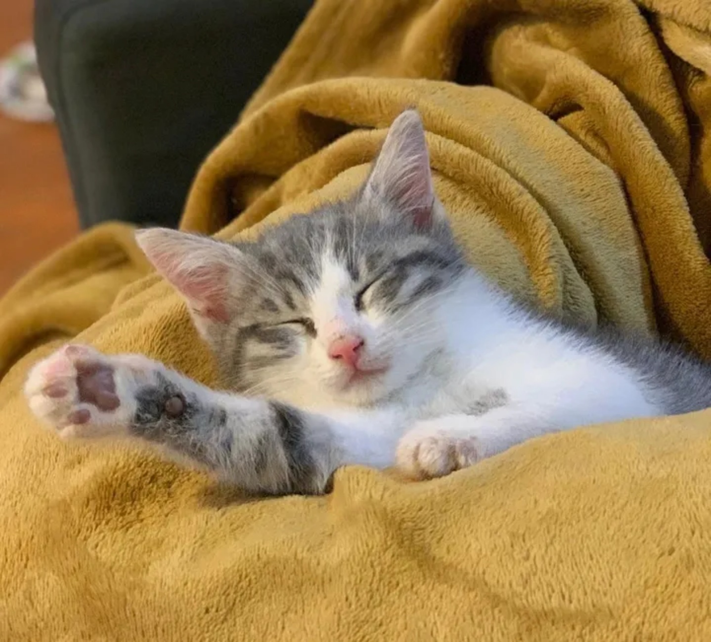 micetto