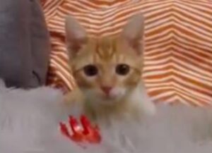 gatto felice