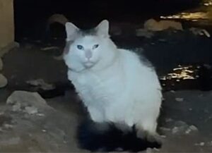 gatto tenero