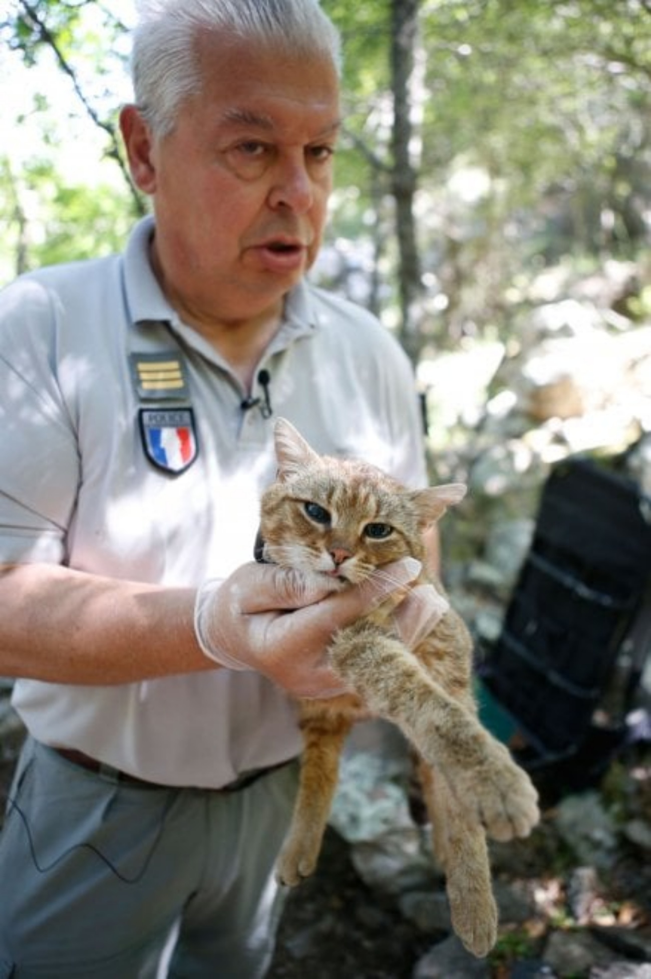 gatto volpe corsica