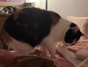 cane e gatto