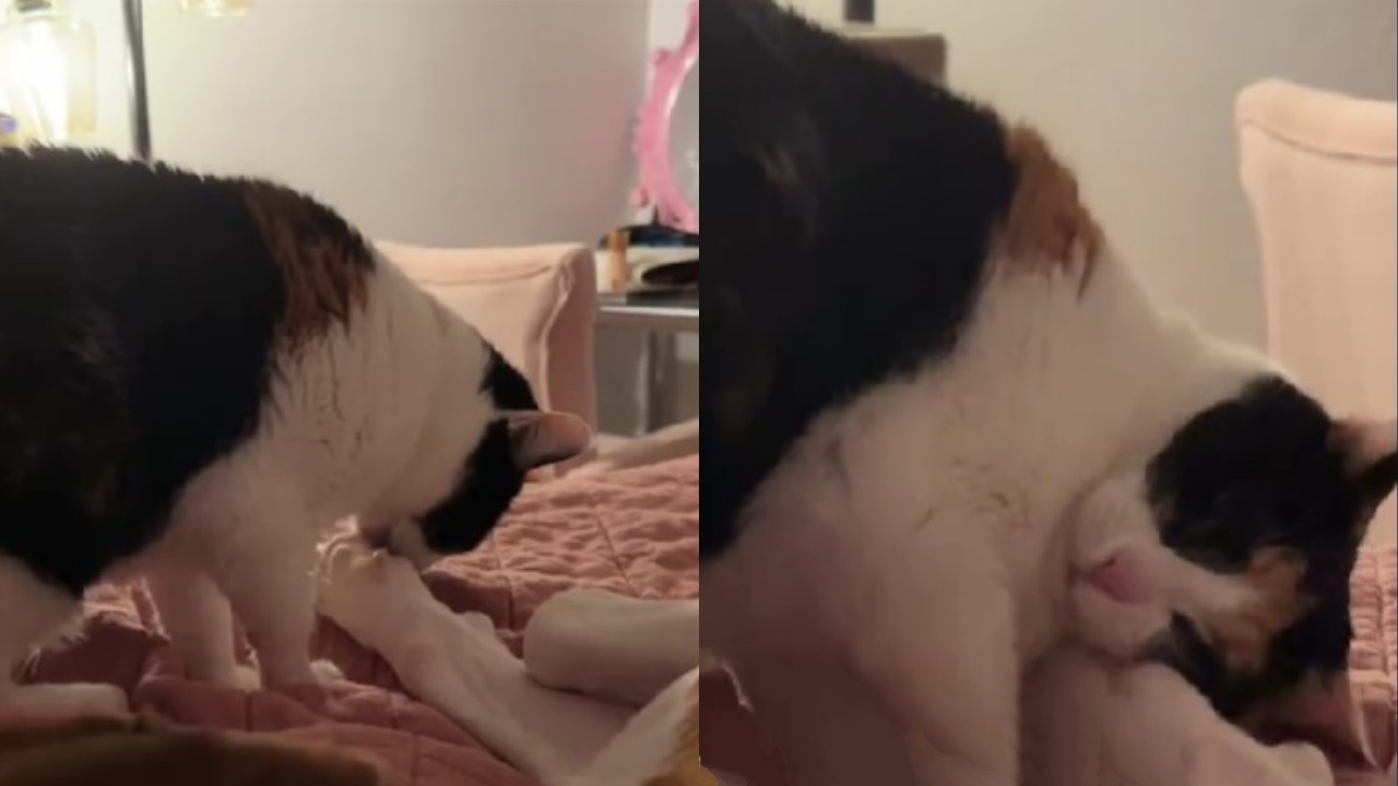 gatto e cagnolone