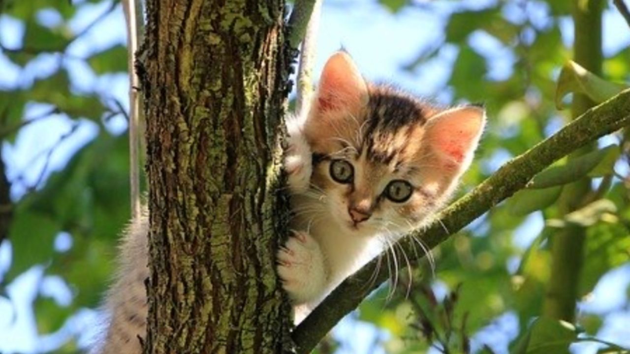 gatto nel bosco 