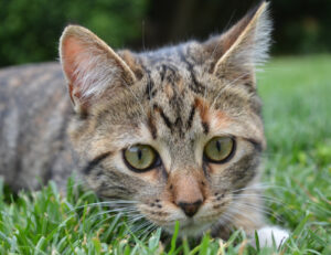 Scappano, ma dove vanno? La scienza ci spiega cosa fanno i nostri gatti quando fuggono