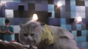 Sì, c’è (almeno) un posto nel mondo dove si può andare al cinema con il proprio gatto