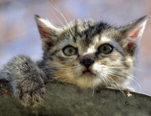 Sì, questi comportamenti del tuo gatto sono naturali, anche se possono sembrare molto strani