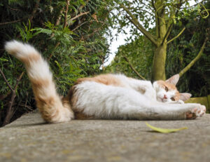 Sì, questi sono i motivi per cui il tuo gatto decide di metterti il suo sedere in faccia