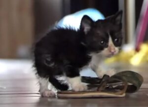 cucciolo felice