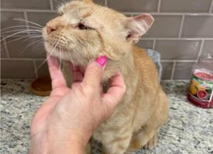 gatti vengono salvati