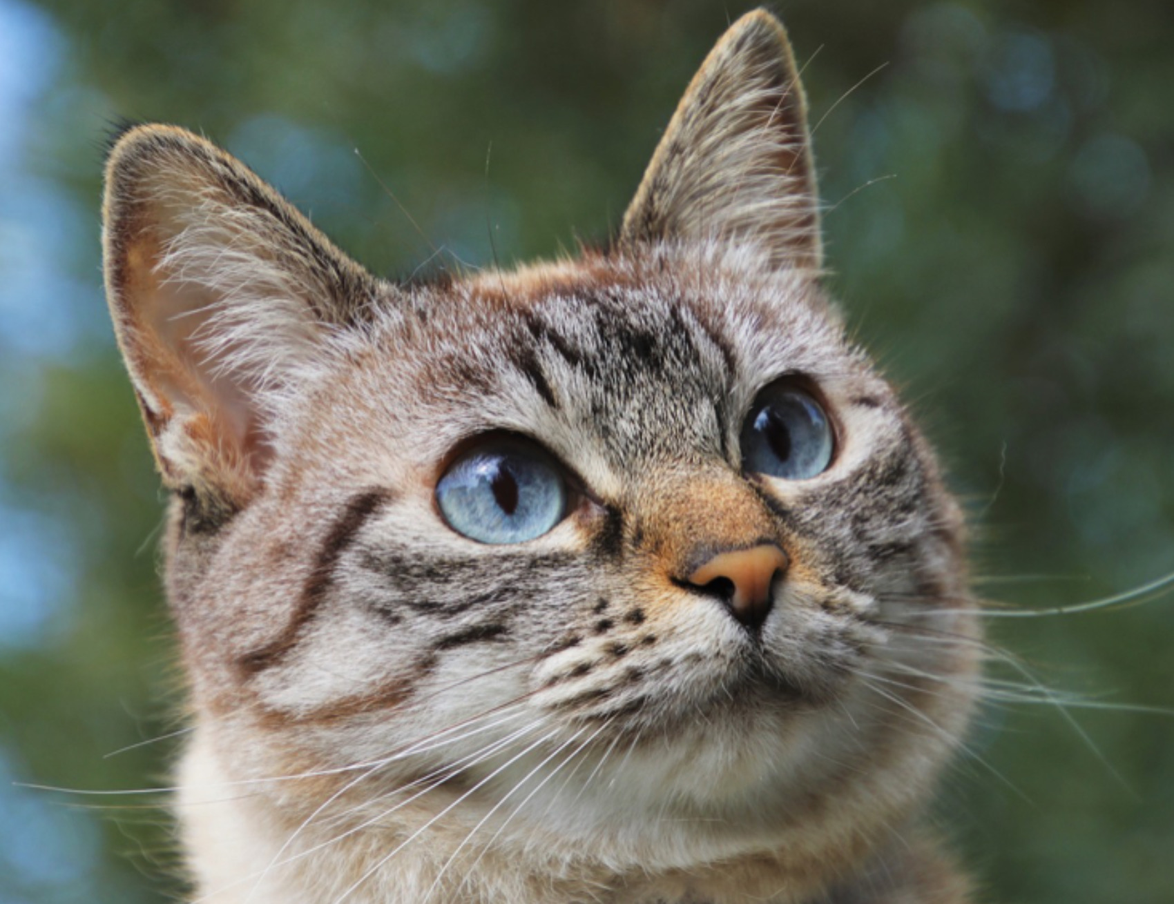 Gatto guarda in alto