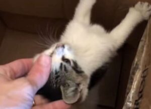 gatto tenero