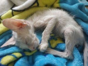 Un ragazzo trova un gattino abbandonato pieno di colla e grazie al web lo trasforma del tutto