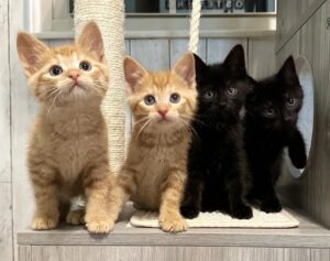 quattro gattini