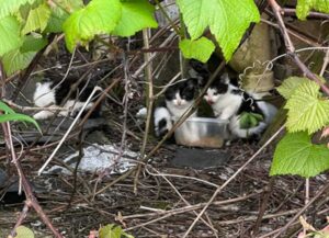 Vivevano in una casa abbandonata: questi gattini sono stati salvati da un posto horror