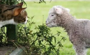 Il gatto amorevole fa un gesto tenerissimo: conforta l’agnello appena arrivato in rifugio (VIDEO)