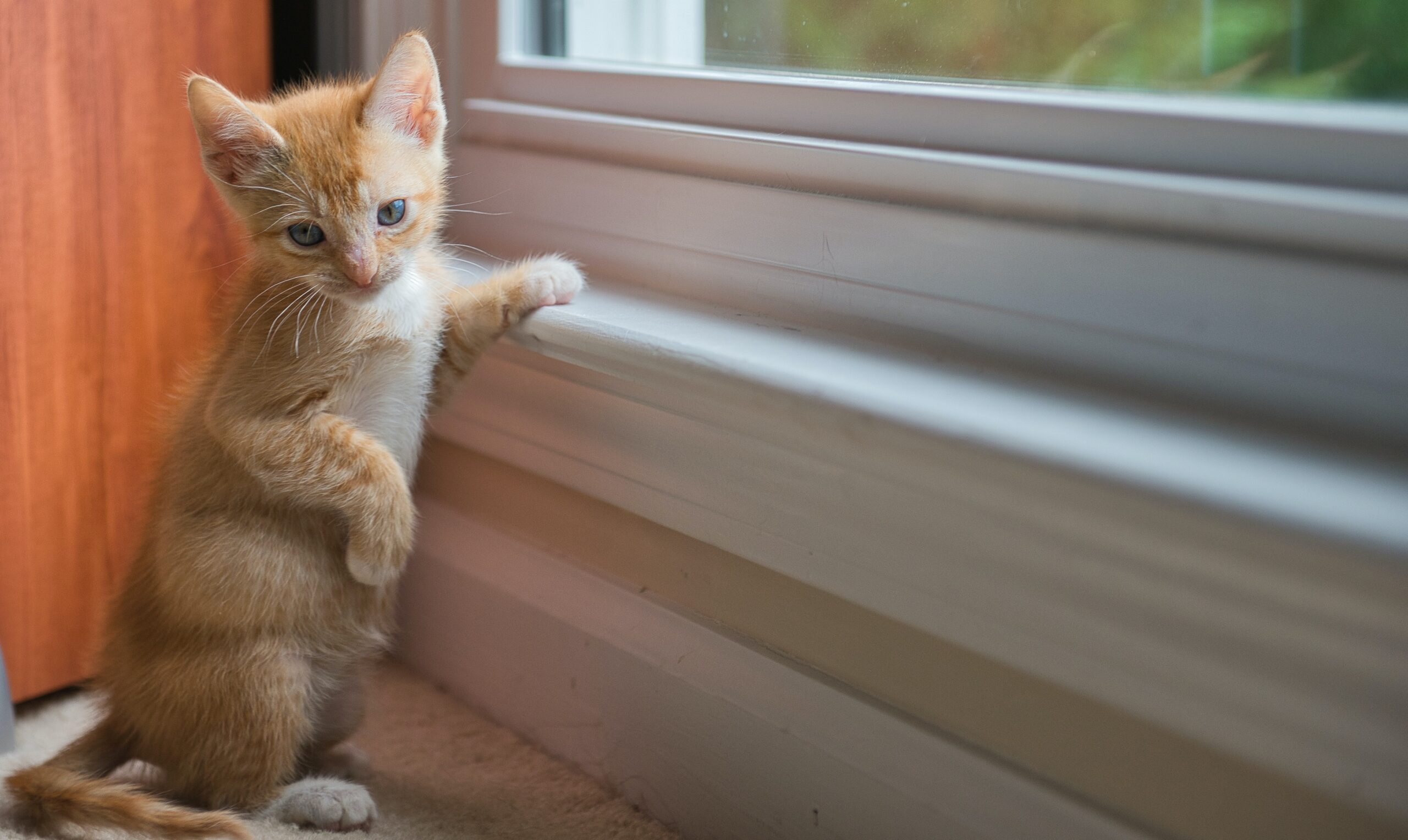 gattino alla finestra