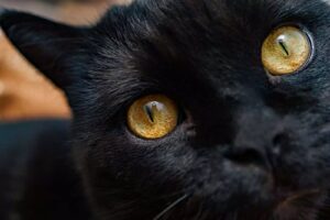 gatto nero con gli occhi gialli