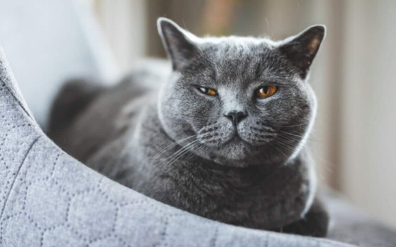 gatto certosino che dorme nella cuccia