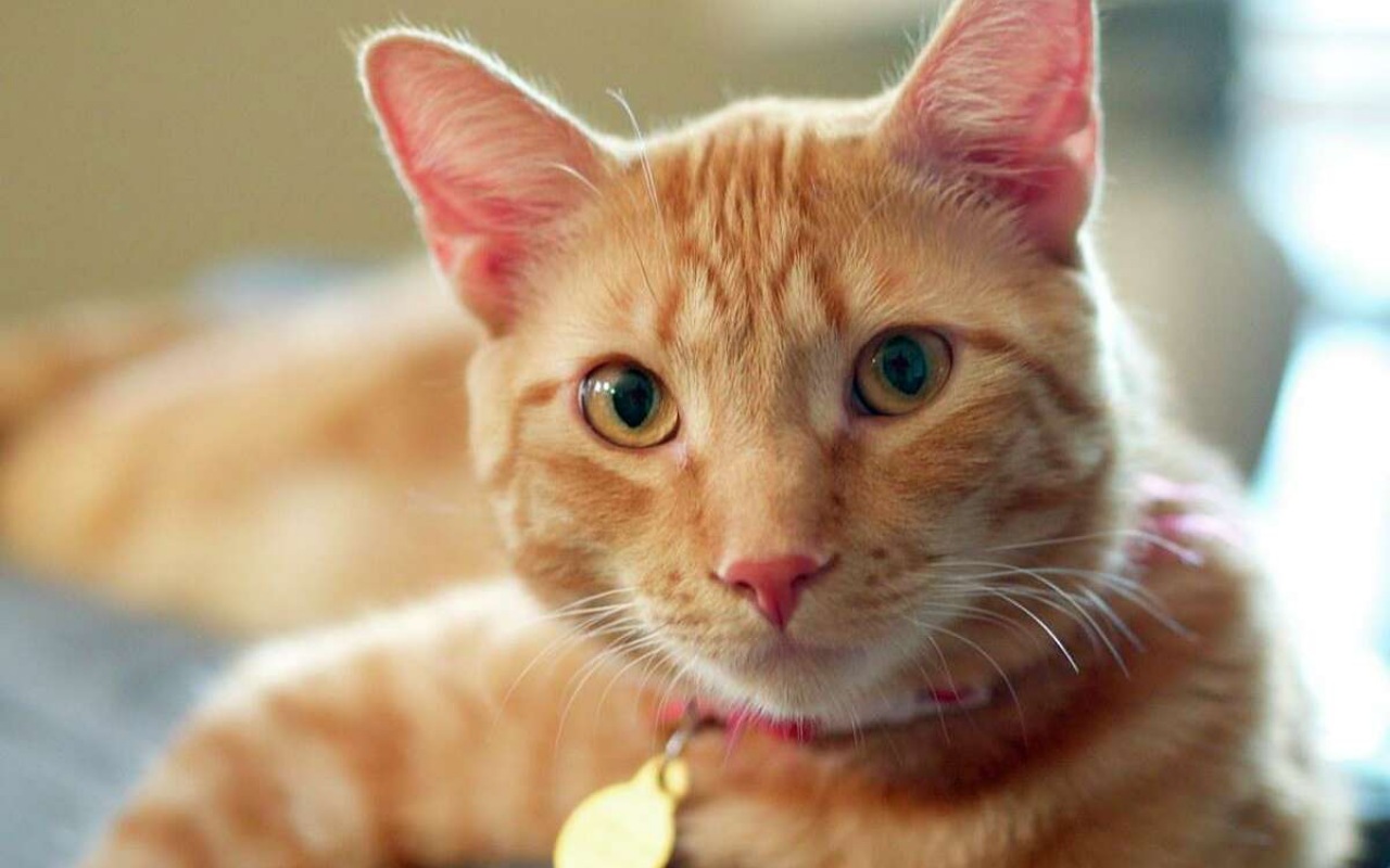 gatto arancione col collarino