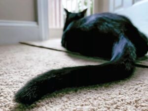 gatto che guarda fuori dalla finestra