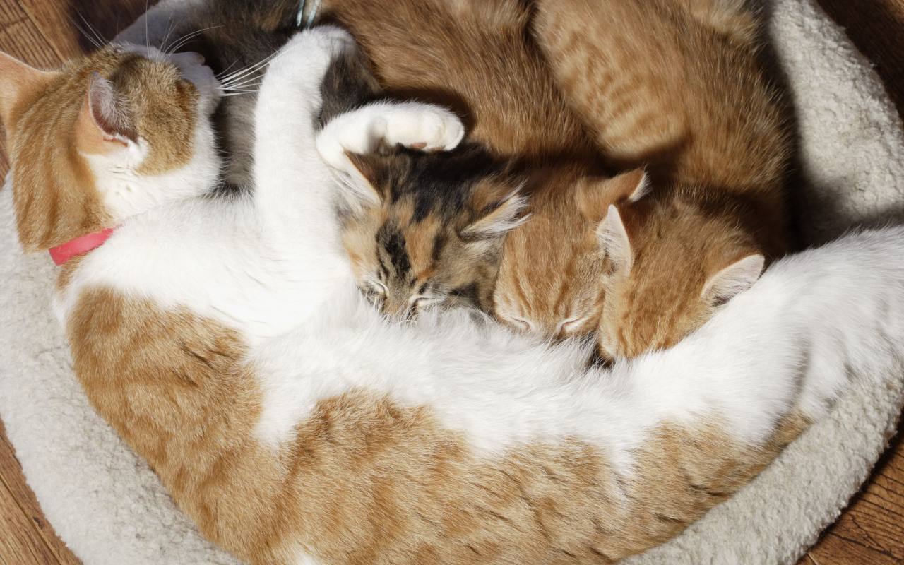 mamma gatta che allatta i suoi gattini