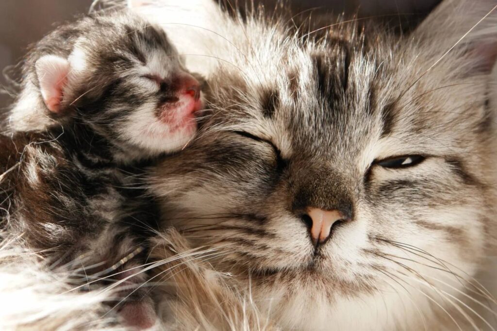 mamma gatta che dorme con il suo piccolo