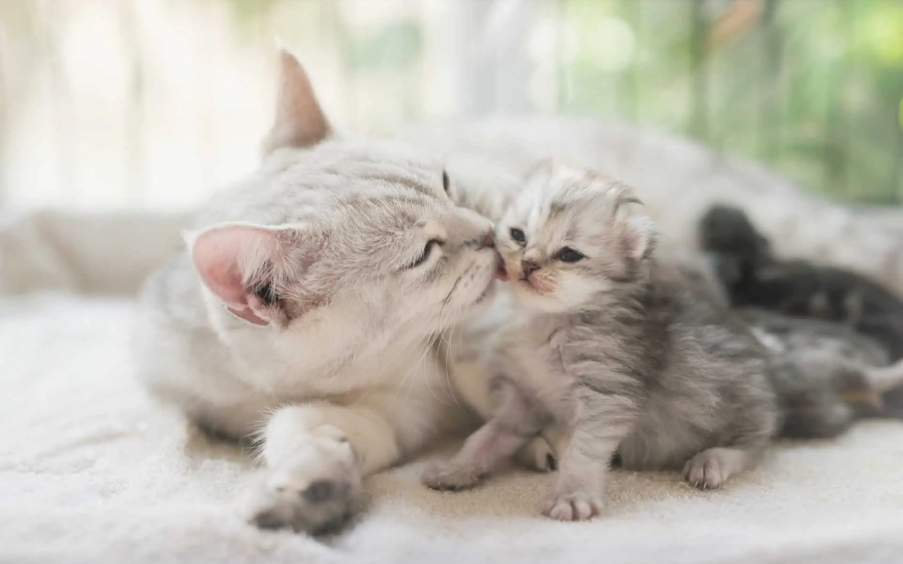 mamma gatta che lecca il suo cucciolo