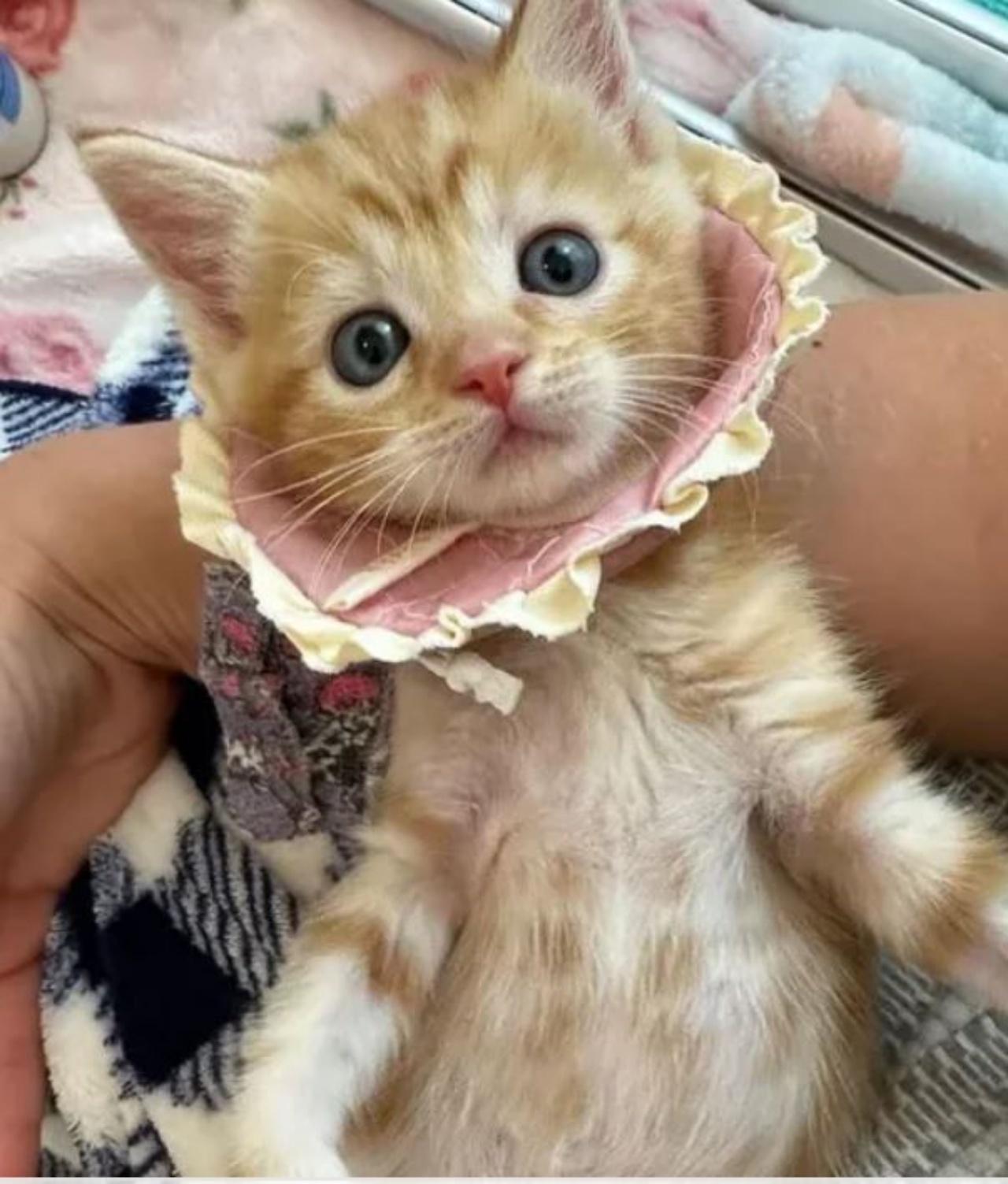 un gattino con un collarino minuscolo