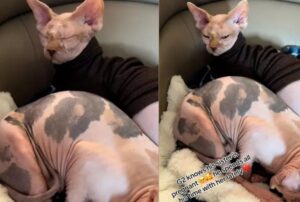 La Sphynx apprensiva ha deciso di passare tutto il suo tempo con la sorella, ora che è incinta