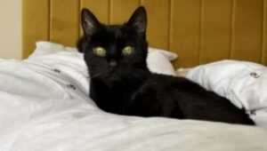 un gatto nero