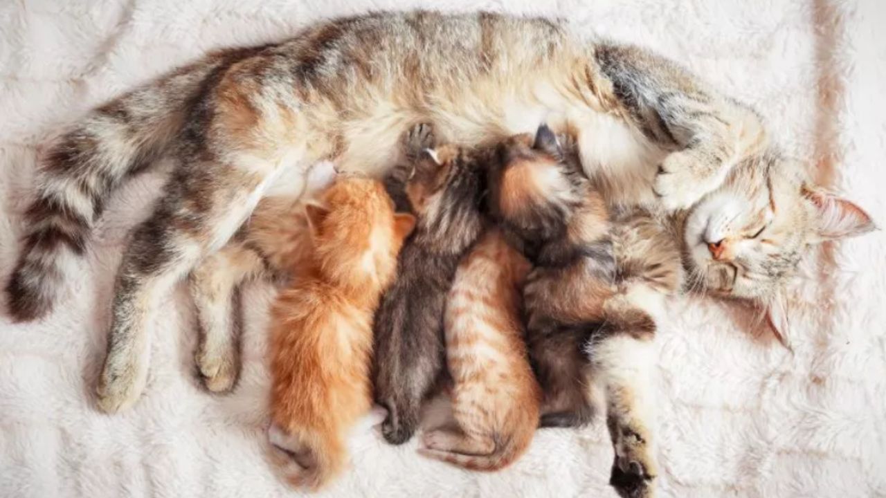 mamma gatta che allatta i piccoli