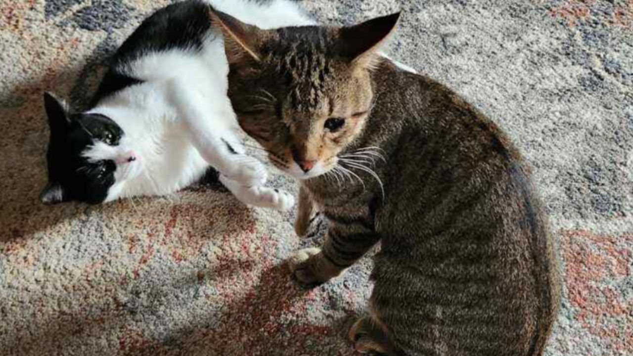 gatto bianco e nero con gatto grigio