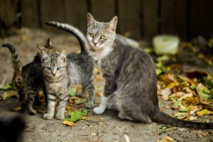 Gattini, primi giorni di vita: cosa sapere per fare andare tutto bene