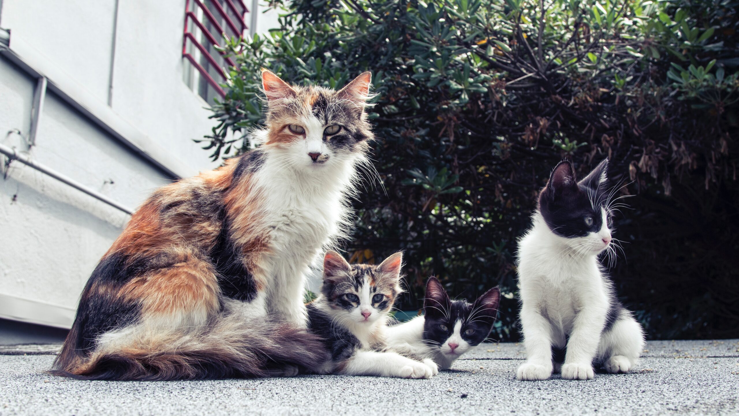 gatta tricolore con cuccioli