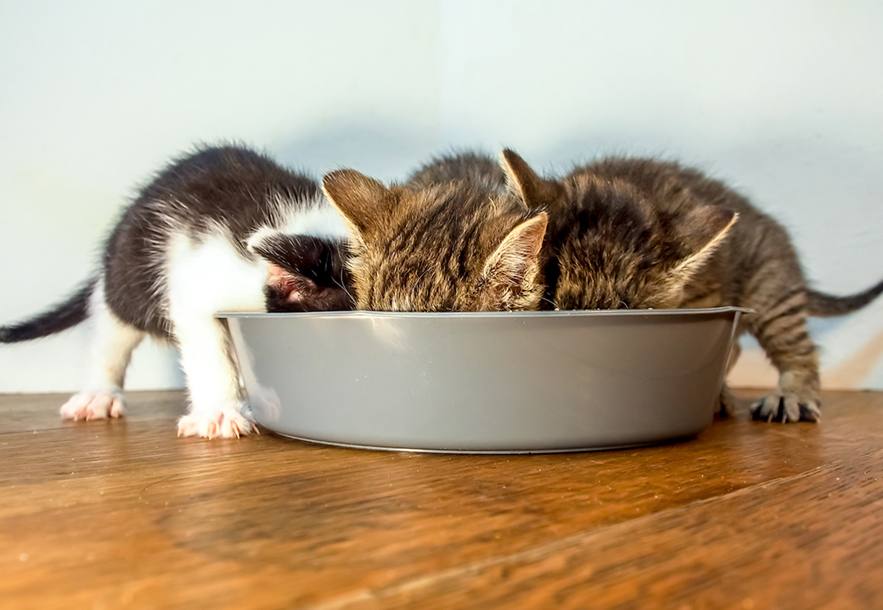 gattini bevono dalla stessa ciotola