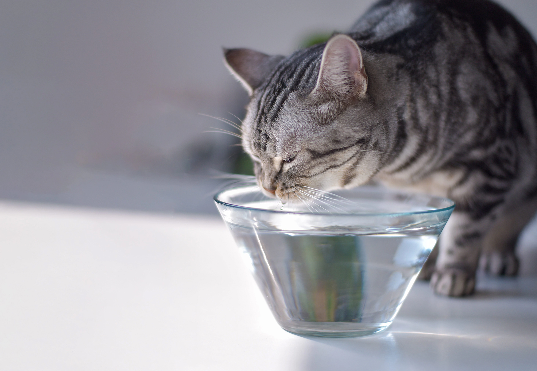 gatto che beve acqua