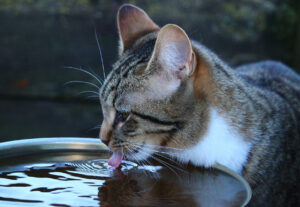 Gattini, quanta acqua bevono? Le loro necessità