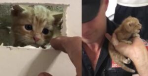 L’adorabile piccolissimo gattino si trovava dietro un muro: la missione per salvarlo