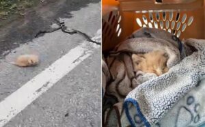 Il gattino avvistato da solo sul ciglio della strada ora ha un amico vero su cui contare per sempre
