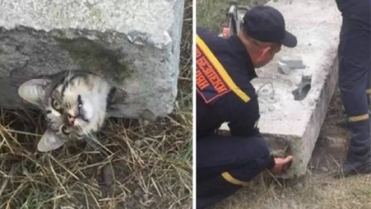 Gattino incastrato in un blocco di cemento